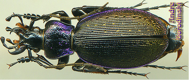 http://www.gorodinski.ru/carabus/Sphodristocarabus esperanzae.jpg